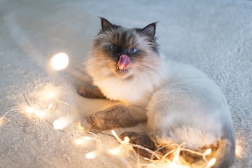 Funny himalayan cat