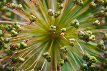 Agapanthus Seeds