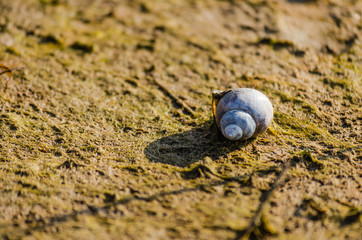 Dried shell snail 