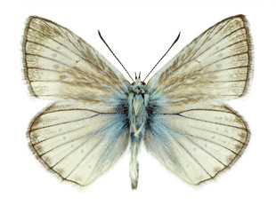 Fototapeta premium Male specimen of Polyommatus virgilius, a butterfly species only found in Italy