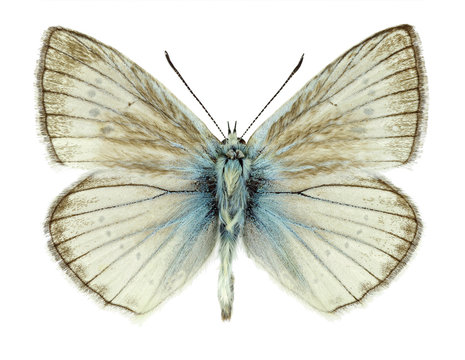 Male specimen of Polyommatus virgilius, a butterfly species only found in Italy