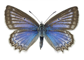 Obraz premium Meleager’s blue (Polyommatus daphnis), female specimen