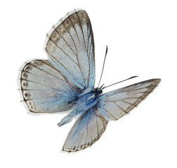 Male Chalkhill blue (Polyommatus coridon) in flight