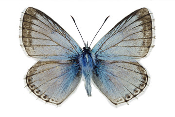 Obraz premium Chalkhill blue (Polyommatus coridon), male specimen