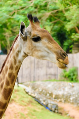 Giraffes in the zoo safari park