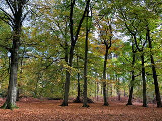 Autumn woodland scene