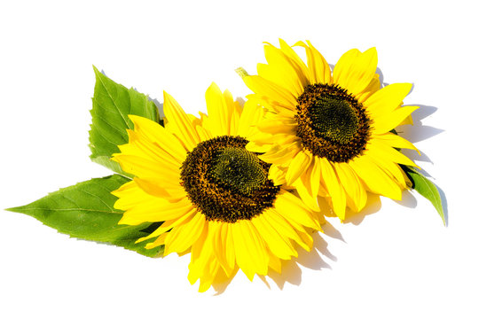 Sonnenblume Sonnenblumen isoliert freigestellt auf weißen Hintergrund, Freisteller

