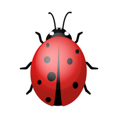 ladybug on a white background. Design vector