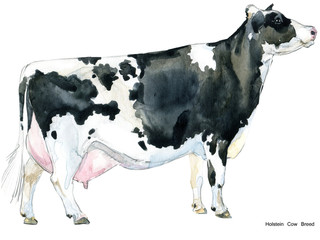 hand-drawn watercolor illustration of Dairy cow