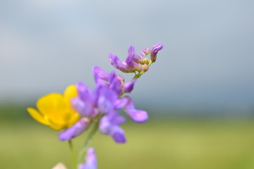 Fototapeta na wymiar Beautiful colorful flora in High Tatras, Slovakia.