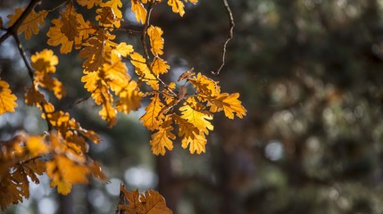 orange autumn tree leaves.Christmas Eve yule log