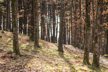 Fototapeta premium wood forest trees background