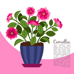 Camellia indoor plant in pot banner