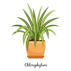 Clorofitum plant in pot icon