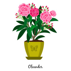 Oleander plant in pot