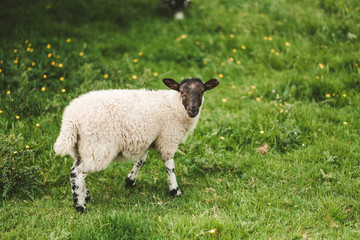 Fototapeta premium Sheep