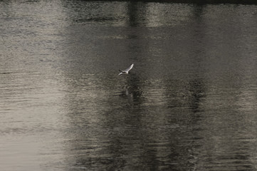 gull on the river