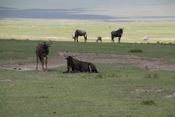 Wildebeest Herd