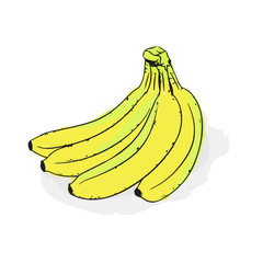 A bunch of ripe yellow bananas. Still-life from fruit. Hand drawn vector illustration on a white background.