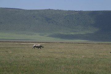 Ngorongoro Black Rhinoceros