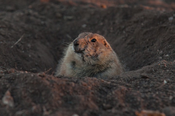 Close up Prairie Dog