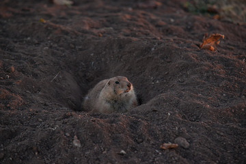 Injured Prairie Dog in burrow