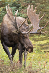 Alaska Yukon Bull Moose in Velvet