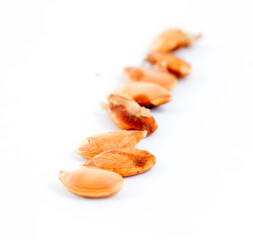 Pumpkin seeds on the white background