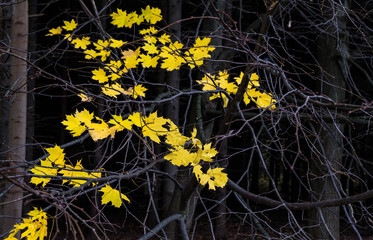 Herbstblätter am Waldrand