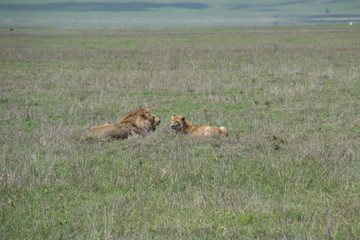 Fototapeta premium Lion Couple