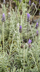 Wild Lavender closeup 1.