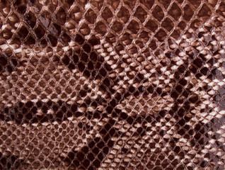 brown texture of the skin of the adder; Snake skin