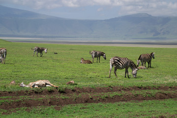 Zebras Along the Track