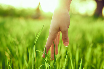 hand touches fresh grass at dawn