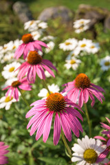 Echineacea Flowers