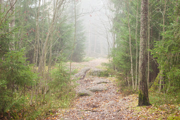 Forest scene at foggy day in Finland