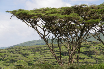 Flat Top Acacia Forest