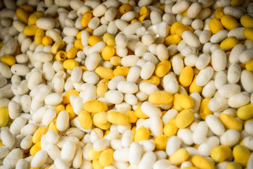 Silk production process, Silkworm from egg to worm
