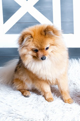 The vertical view of pomeranian spitz. Dog is laying on the white plaid. Studio light
