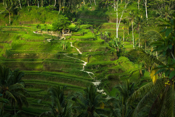 Rice Fields