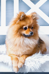 The vertical view of pomeranian spitz. Dog is laying on the white plaid. Studio light
