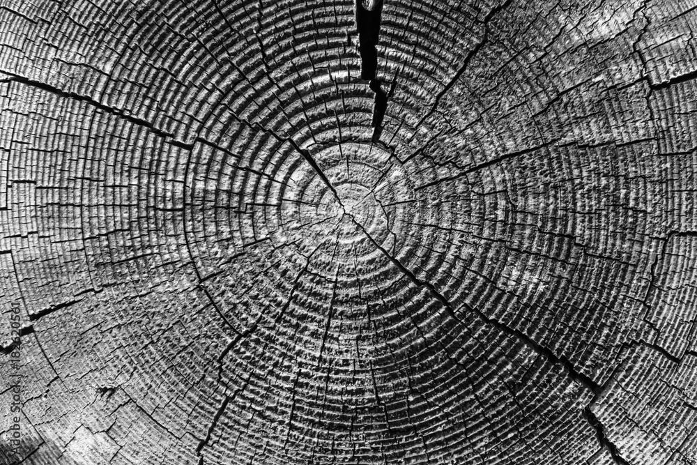 Wall mural old tree rings with cracks black and white close-up - macro