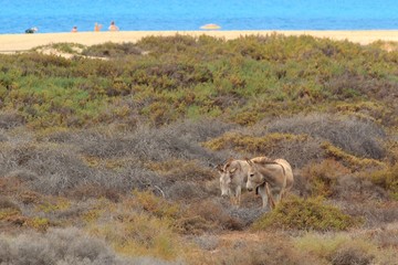 Obraz premium Donkeys near the beach in Morro Jable, Fuerteventura- Canary Islands