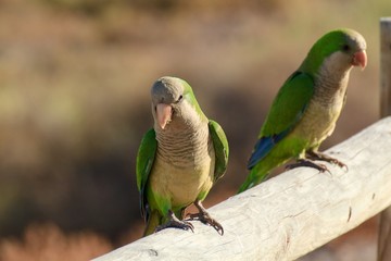 Green parrot in Fuerteventura, Canary Islands