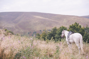 horse in the mountains