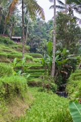 Fototapeta premium Rice Fields