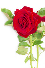 Una rosa roja aislada sobre un fondo blanco