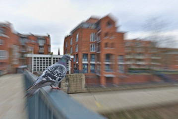 Pigeon perched on a handrail with red brick buildings in the background (radial motion blur)