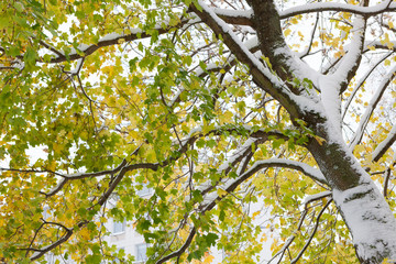 First snow and autumn leaves in city park
