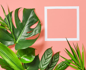 Tropical leaves and white frame
